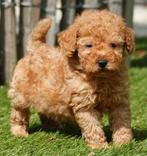 Prachtige dwergpoedel pups (abrikoos en rood), Dieren en Toebehoren, Honden | Chihuahua's en Gezelschapshonden, Poedel, België