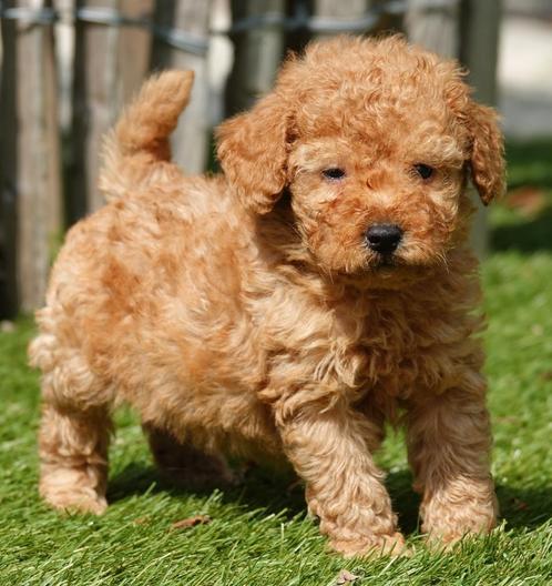 Prachtige dwergpoedel pups (abrikoos en rood), Dieren en Toebehoren, Honden | Chihuahua's en Gezelschapshonden, Meerdere dieren