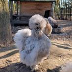 2 hennen 1 haan usa zijdehoenders sierkippen zijdehoen, Dieren en Toebehoren, Pluimvee, Vrouwelijk, Kip