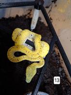 groene boompython, Dieren en Toebehoren, Slang, Tam, 0 tot 2 jaar