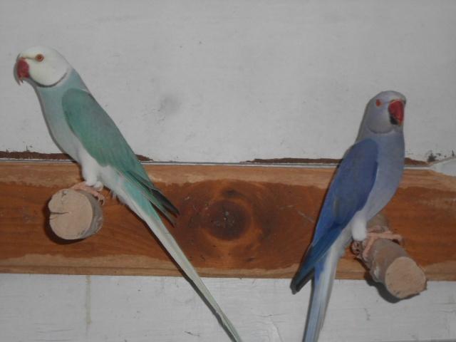 koppel bleekstaart /opaline halsbanden, Dieren en Toebehoren, Vogels | Parkieten en Papegaaien, Parkiet, Meerdere dieren, Geringd