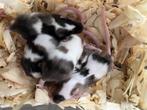 Nestje kleurmuizen te kopen, Dieren en Toebehoren, Knaagdieren, Augustus, Muis, Meerdere dieren, Tam