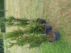 taxus, Tuin en Terras, Ophalen, In pot