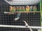 roseicollies, Dieren en Toebehoren, Vogels | Parkieten en Papegaaien, Geslacht onbekend, Dwergpapegaai of Agapornis