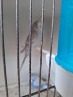 Engelse grasparkieten, Dieren en Toebehoren, Vogels | Parkieten en Papegaaien