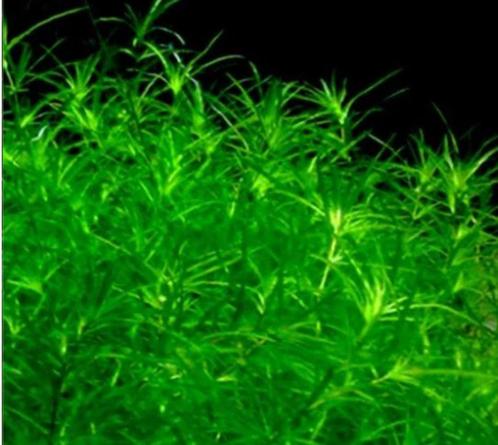 Plantenpakketten - zeer geschikt voor aquaria met garnalen, Dieren en Toebehoren, Vissen | Aquariumvissen, Zoetwatervis, Vis