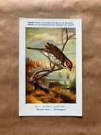 Vogels van België Nr. 161 Dwerggors, Ophalen of Verzenden, Ongelopen, Vogel
