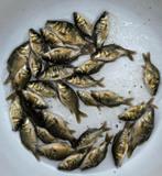 Spiegel karpertjes Valkenswaard Hongaarse 5/7 cm