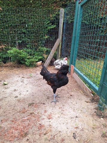 coq noir de Padoue