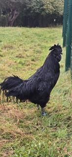 Ayam Cemani haan, Dieren en Toebehoren