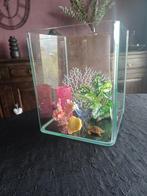 Petit aquarium  impeccable, Animaux & Accessoires, Poissons | Aquariums & Accessoires, Enlèvement, Comme neuf