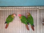 rhodocephala Parkiet, Dieren en Toebehoren, Vogels | Parkieten en Papegaaien, Meerdere dieren, Parkiet, Geringd