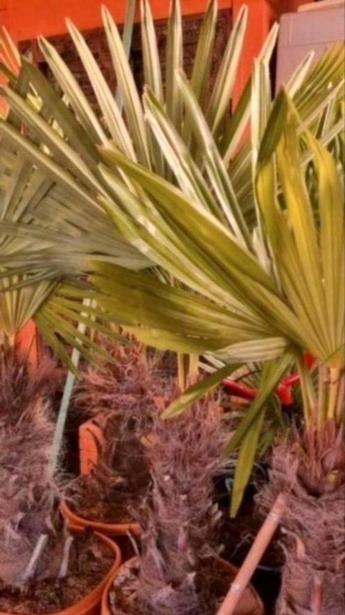 Palmbomen trachycarpus Fortunei 160 cm Bestand tegen -20 g, Tuin en Terras, Planten | Tuinplanten, Ophalen of Verzenden