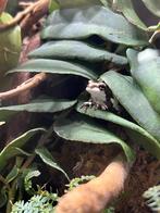 Trachycephalus resinifictrix, Dieren en Toebehoren, Reptielen en Amfibieën, Amfibie, 0 tot 2 jaar