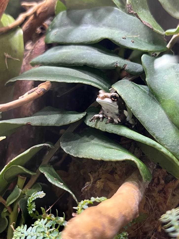 Trachycephalus resinifictrix, Dieren en Toebehoren, Reptielen en Amfibieën, Amfibie, 0 tot 2 jaar