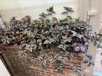 Tradescantia ( hangplant ), Huis en Inrichting, Kamerplanten, Ophalen, Overige soorten, Minder dan 100 cm