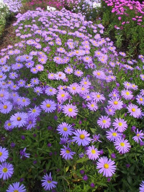 Aster' Prof.Anton kippenberger", Tuin en Terras, Planten | Tuinplanten, Vaste plant, Ophalen