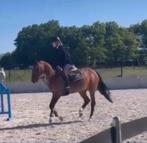 Fantastische 16 jarige D pony, Dieren en Toebehoren, Pony's