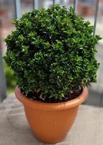 Buxus in bolvorm, Tuin en Terras, Ophalen, Buxus, Struik, Minder dan 100 cm