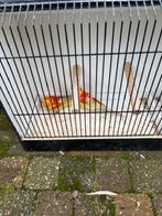 mutatie roodruggen, Dieren en Toebehoren, Geringd