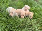Labrador Retriever pups, Dieren en Toebehoren, Honden | Retrievers, Spaniëls en Waterhonden, België, CDV (hondenziekte), 8 tot 15 weken