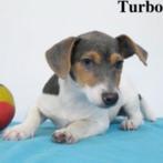 "Turbo" - Jack Russell blauw tricolor te koop (belgisch), CDV (hondenziekte), België, Jack Russell Terriër, Reu