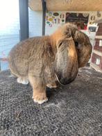 Duitse hangoor konijn, Dieren en Toebehoren, Konijnen, Hangoor