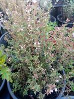 Thymus vulgaris 'Compactum' C2, Kruiden, Vaste plant, Ophalen