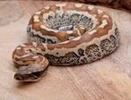 Python brongersmai special, Dieren en Toebehoren, Ophalen, Nieuw, Overige typen