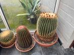 Cactussen te koop!, Ophalen