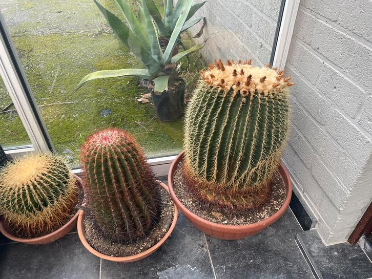 Cactussen te koop!, Huis en Inrichting, Kamerplanten, Ophalen