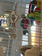 2 dwergpapegaaien met kooi, Dieren en Toebehoren, Geslacht onbekend, Dwergpapegaai of Agapornis