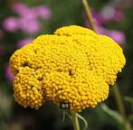 Achillea 'Cloth of gold', Tuin en Terras, Ophalen, Vaste plant, Bodembedekkers