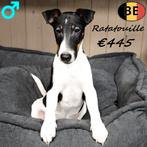 Ratatouille & Rataplan - Fox Anglais mâles à vendre, 15 semaines à 1 an, Commerçant, Chien (mâle), Autres races
