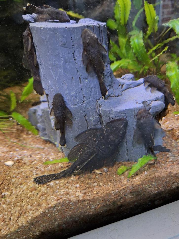 Pleco's Bristlenose (Ancistrus), Dieren en Toebehoren, Vissen | Aquariumvissen, Zoetwatervis