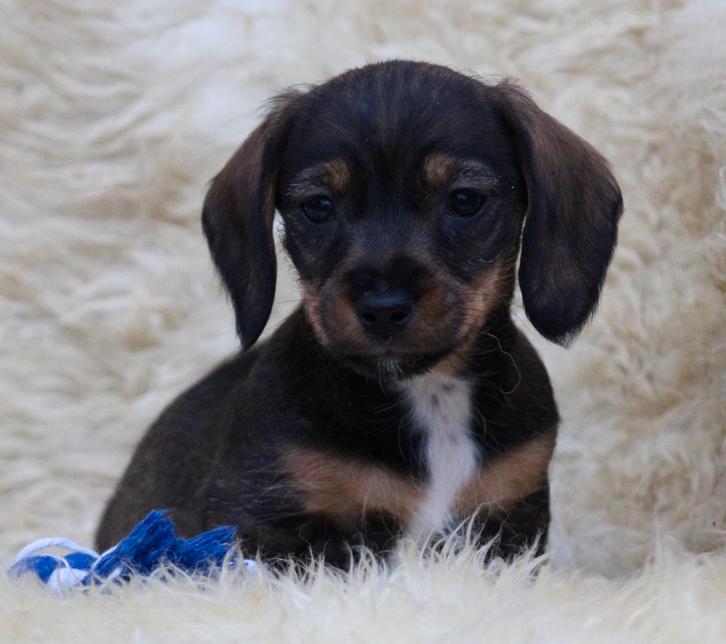 Teckel pups, Dieren en Toebehoren, Honden | Teckels en Dashonden, Meerdere dieren, Ruwhaar, Dwerg, Fokker | Professioneel, Meerdere