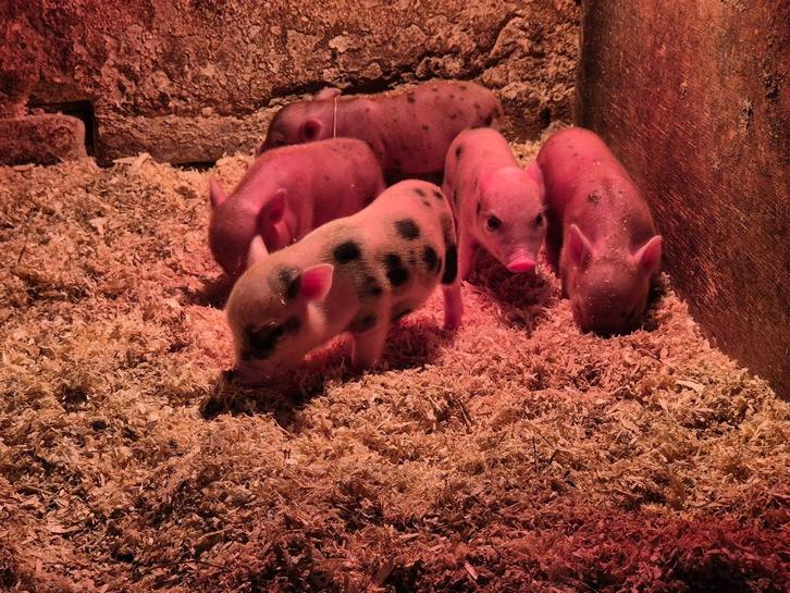 Nog 1 zeer kleine micro biggetje, Dieren en Toebehoren, Schapen, Geiten en Varkens, Varken, Vrouwelijk, 0 tot 2 jaar