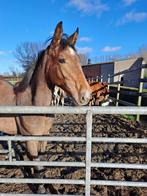 knappe springgefokte hengst te koop, Animaux & Accessoires, Non dressé, Étalon, 160 à 165 cm, Cheval de saut