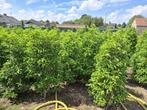 Groenblijvende hagen, Tuin en Terras, Planten | Struiken en Hagen, Ophalen, Laurier, Haag, 100 tot 250 cm