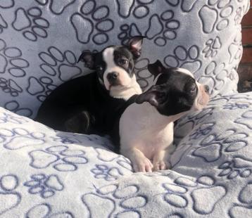 Boston terrier puber pup reutje beschikbaar voor biedingen