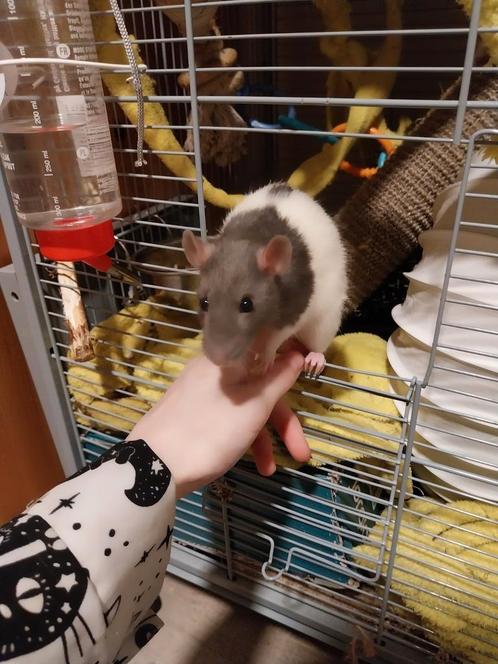 3 vrouwlijke ratten (met of zonder kooi te koop), Dieren en Toebehoren, Knaagdieren, Vrouwelijk, Rat, Tam