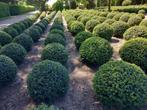 ilex crenata, Ophalen
