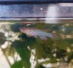 frituur killi gardneri, Dieren en Toebehoren, Vis