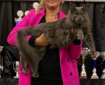 Te koop maine coon kater..., Dieren en Toebehoren, Kater, Gechipt, 0 tot 2 jaar