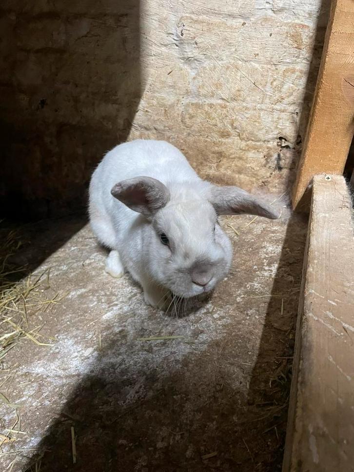 Konijntje, Dieren en Toebehoren, Konijnen, Dwerg, Mannelijk, 0 tot 2 jaar