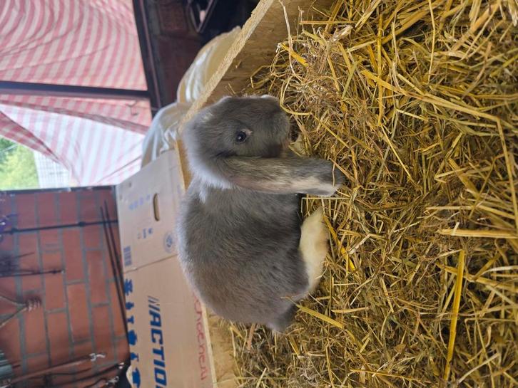 Franse hangoren, Dieren en Toebehoren, Konijnen