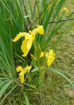 Iris aux fleurs jaunes, Volle zon, Vaste plant, Lente, Ophalen