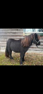Shetlander, Animaux & Accessoires, Poneys
