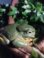 Rainette australienne Litoria Splendida, Animaux & Accessoires, Reptiles & Amphibiens, Domestique, Amphibien, 0 à 2 ans