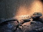 Volwassen baardagaam, Dieren en Toebehoren, Reptielen en Amfibieën, Hagedis, Tam